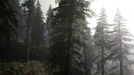 Calm-moody-forest-in-misty-fog-in-the-morning